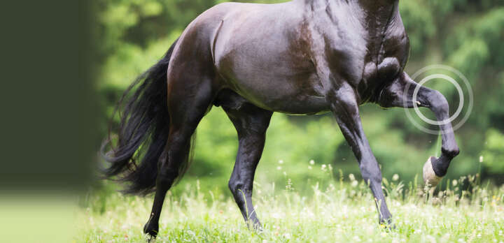 natures best bewegungsapparat img banner